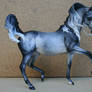 Dapple grey arabian mare