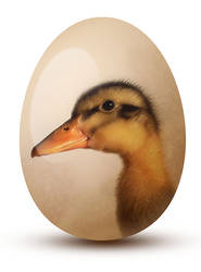 easter egg duck