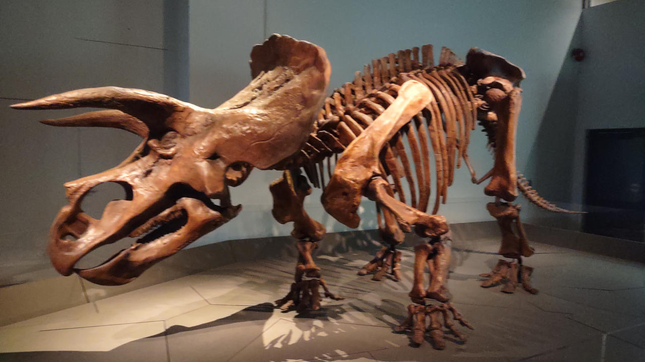 Triceratops Fossil By LeDorean On DeviantArt triceratops-fossil-by-ledorean-on-deviantart
