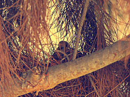 HDR - Hiding