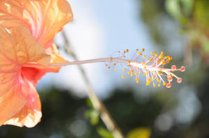 In the Orchid Garden