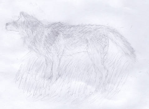 Wolf (3)