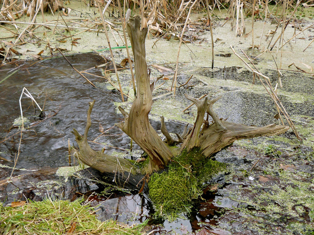 swamp stock 2