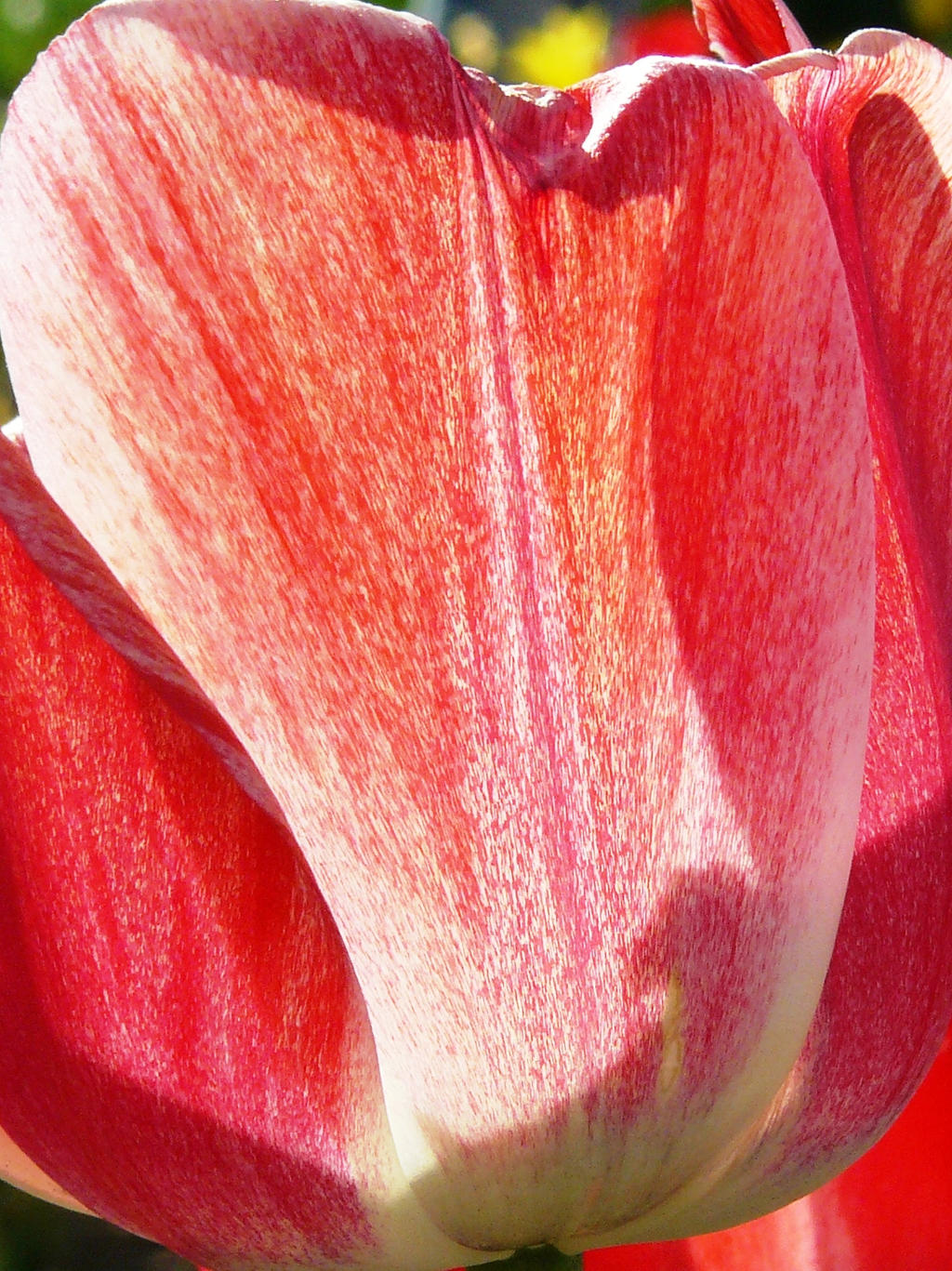 texture tulip