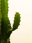 cactus stock 2 by Mihraystock