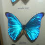 butterfly 1