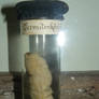 termite queen stock