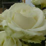 rose 2