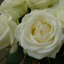 rose 3