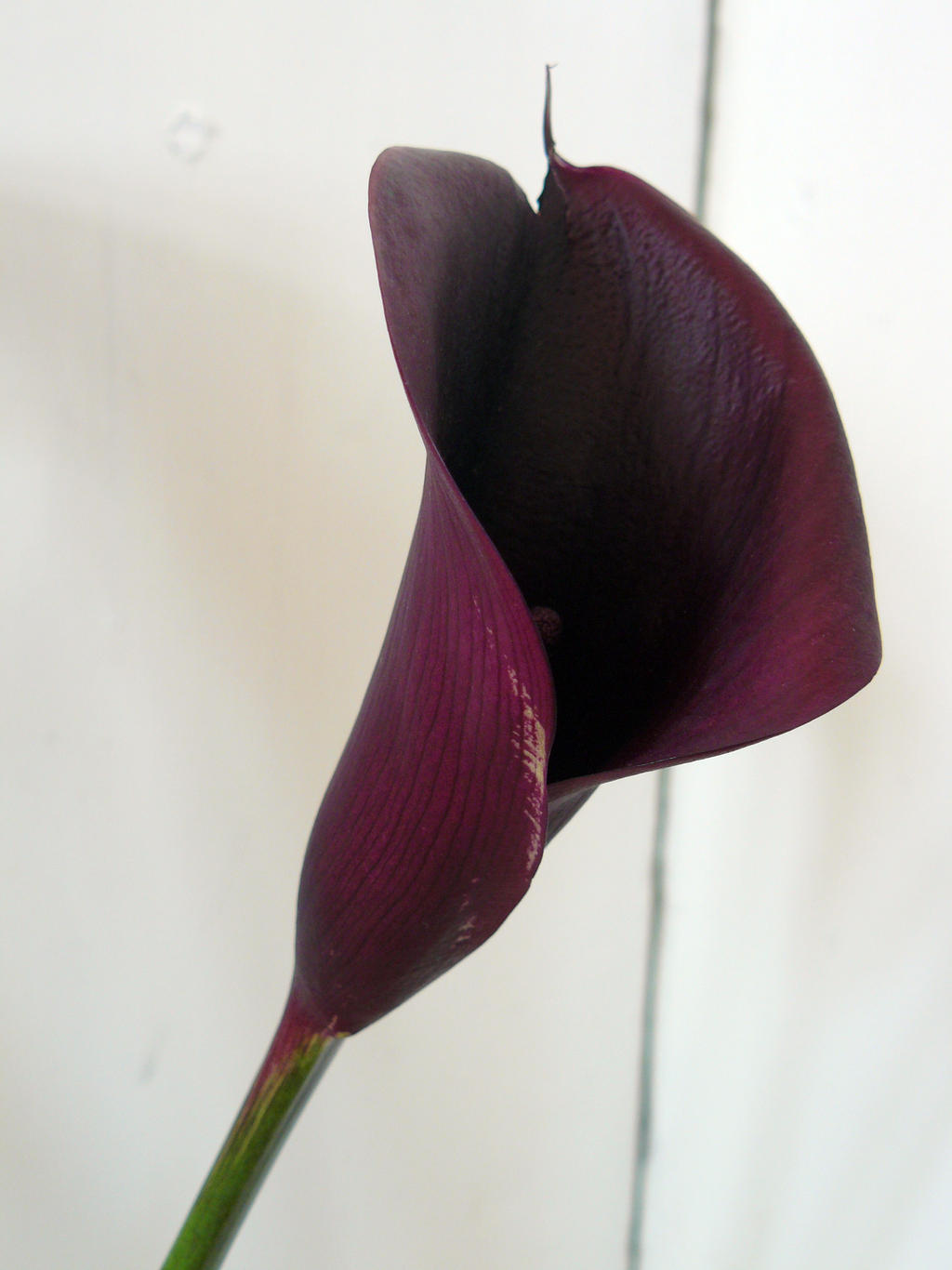 calla stock 10