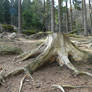 forest stock 6