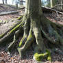 roots stock