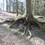 roots stock 2