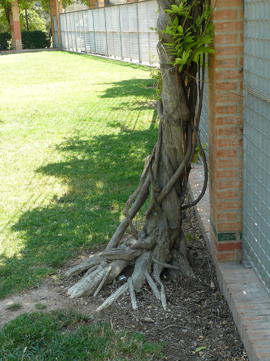 root stock 8