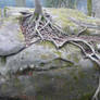root stock