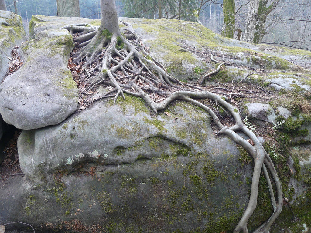 root stock by Mihraystock