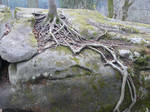 root stock