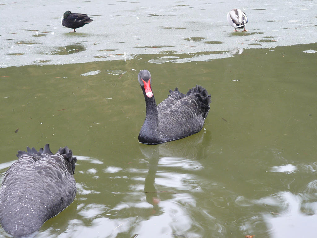 black swan