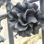 black blossom stock