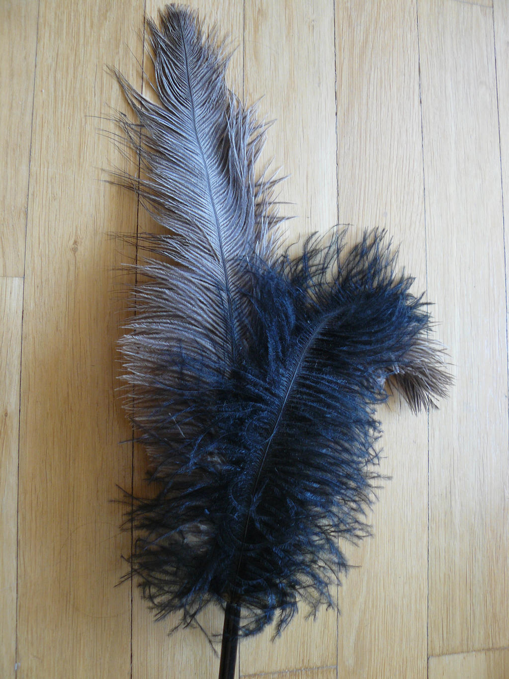 feather stock 2