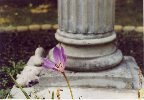 Depri Poland: Crocus