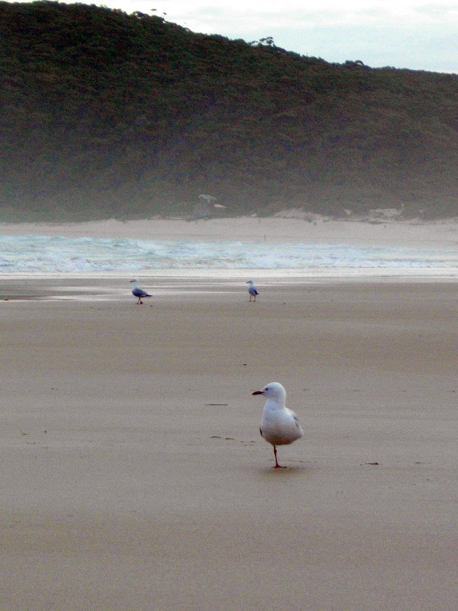 Disabled seagull