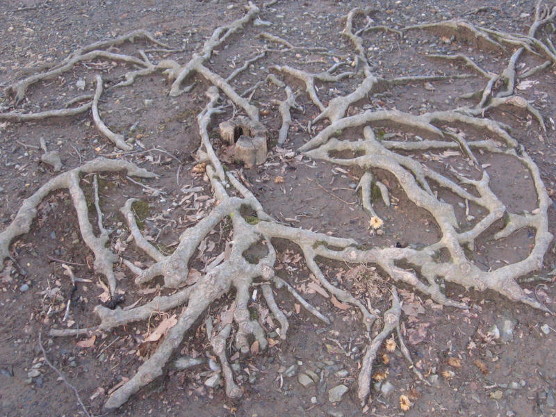 Root Work by TeenyBoper7 on DeviantArt