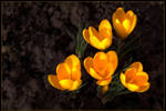 yellow crocuses :improved: by ElrondMcStyle