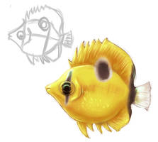 Bank Butterfly Fish