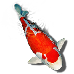 koi