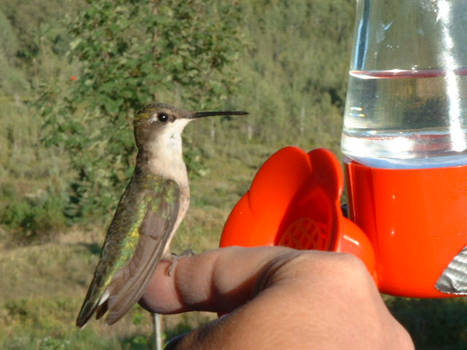 The friendly hummingbird