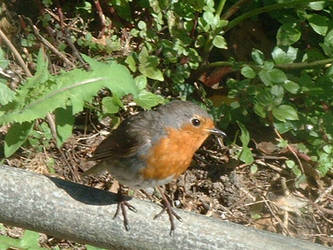 Robin