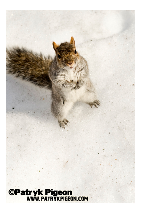 Gimme your nuts... please...