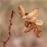 Rose Thorns In Winter