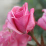 Pink Rose