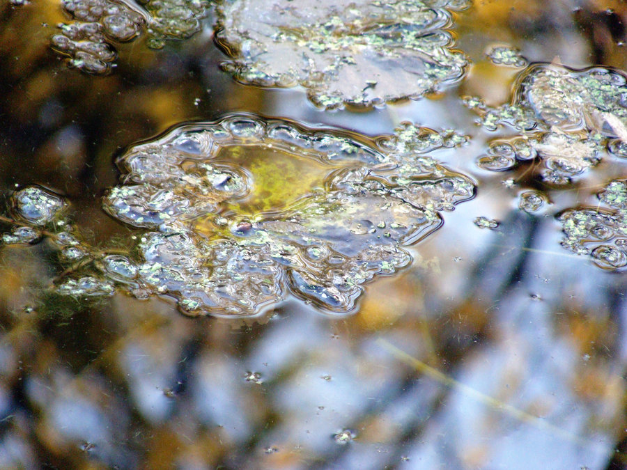 Lake Reflection