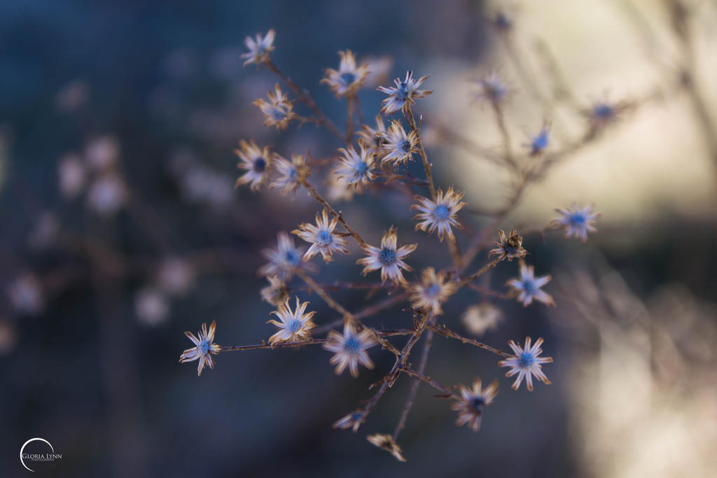 Little Stars II