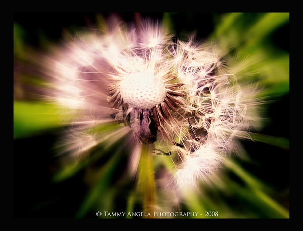 DandyLion - Lensbaby