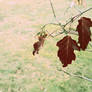 brown leaves