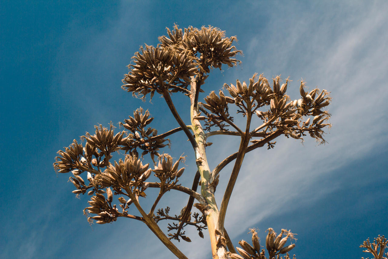 Alien Tree by QuantumLeak on DeviantArt