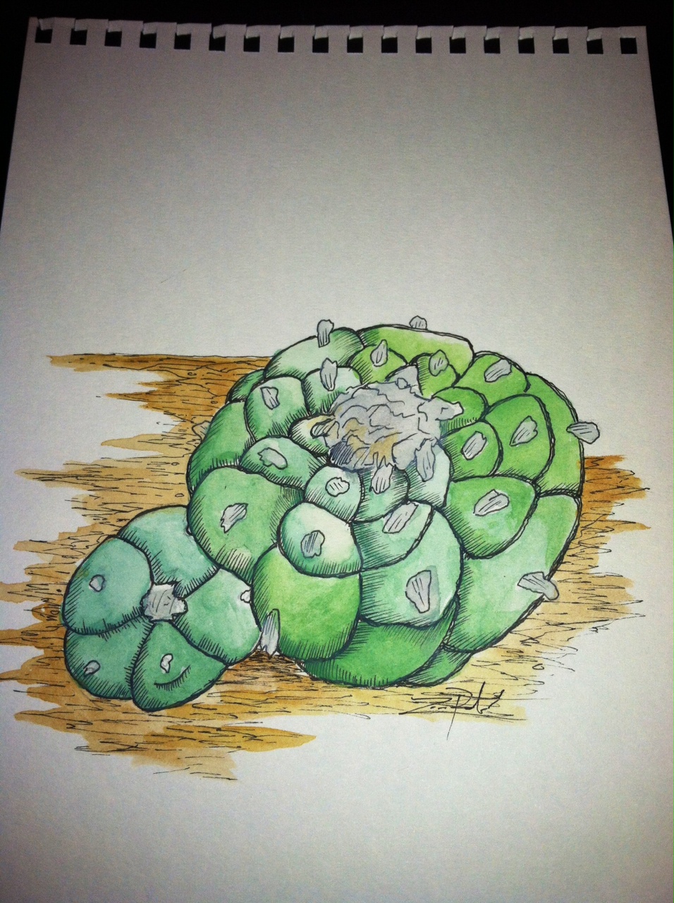 Lophophora decipens