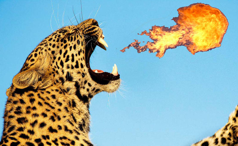 Fire Leaopard Fire breathing leopard by SamTheSpainishFox on DeviantArt