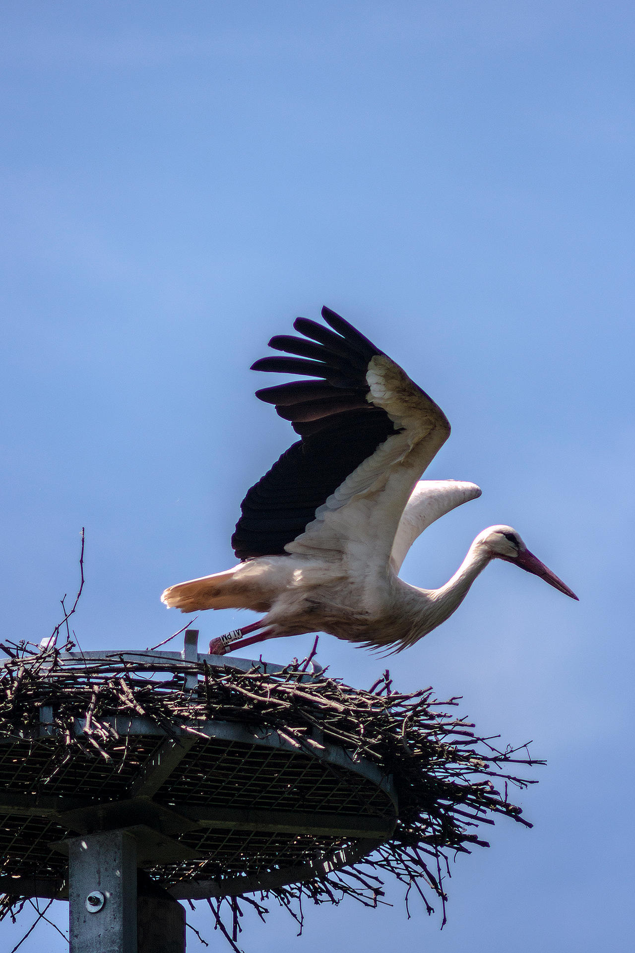 Stork takeoff