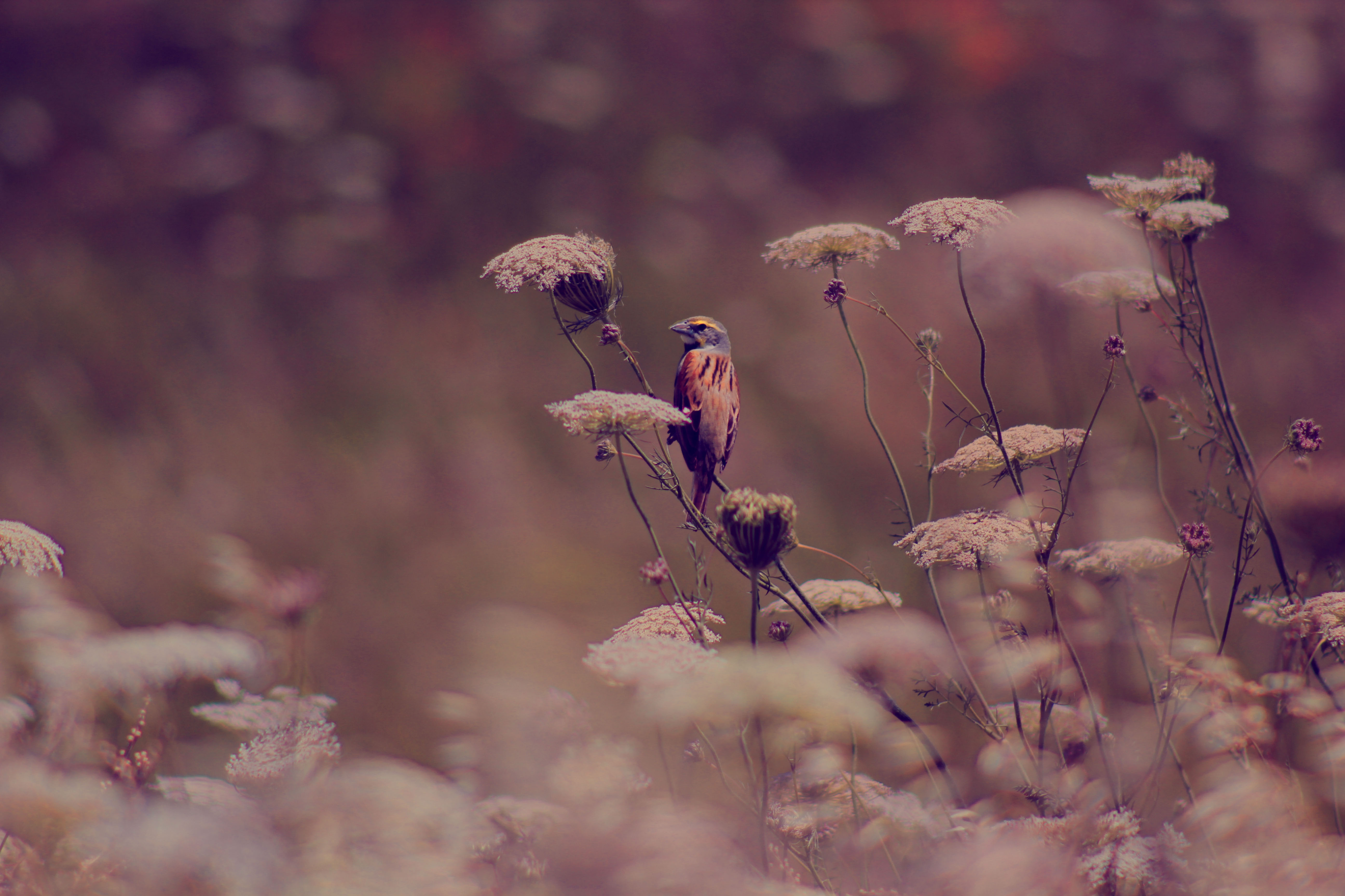 Lonely Bird