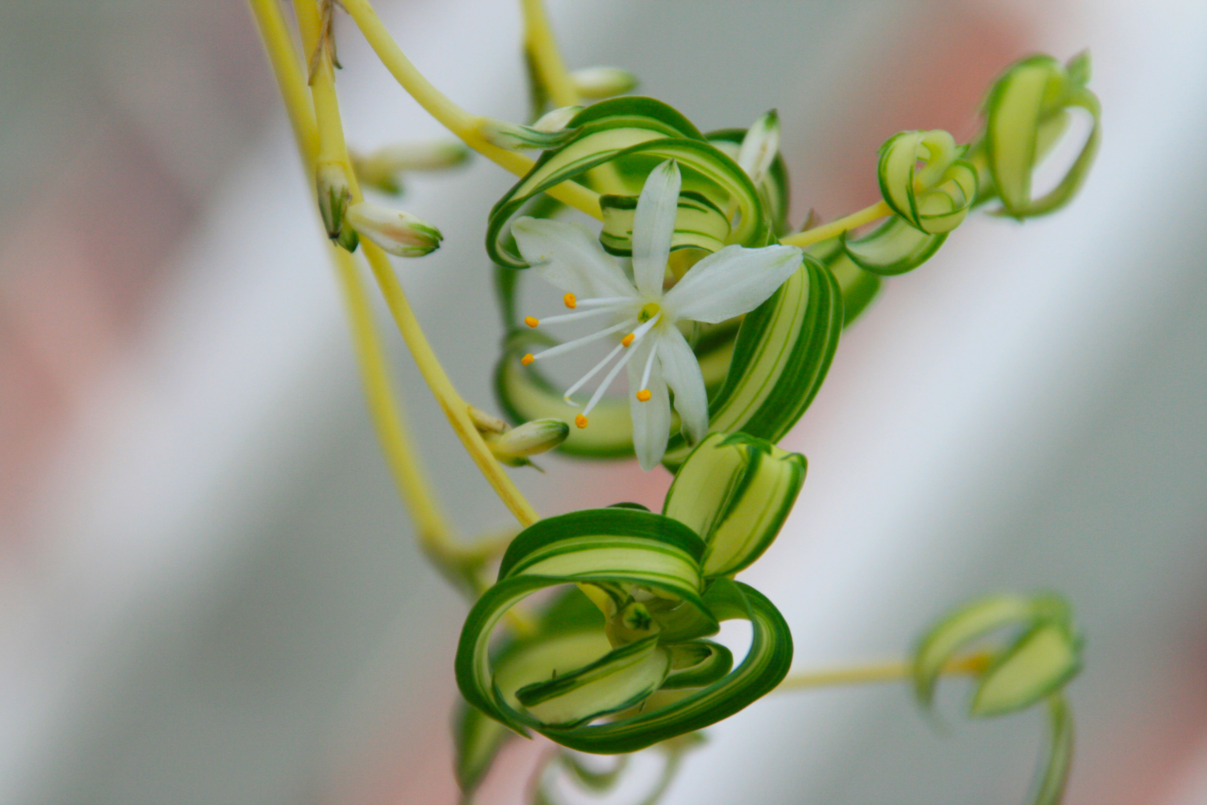 Little White Flower