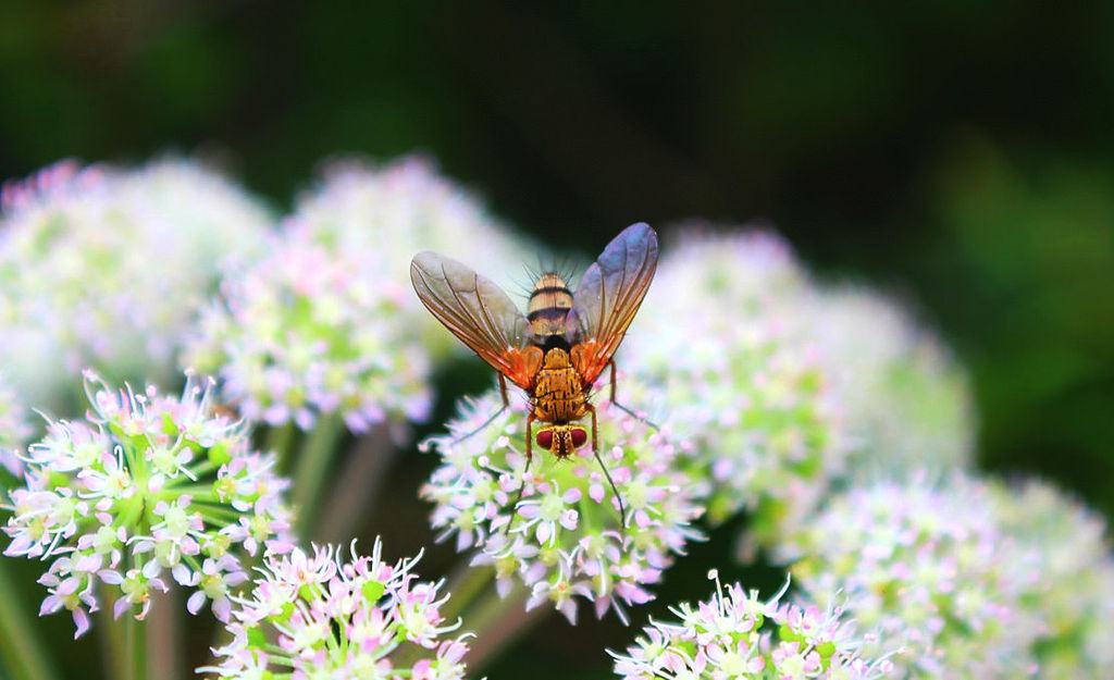 Hover Fly on Water Hemlock