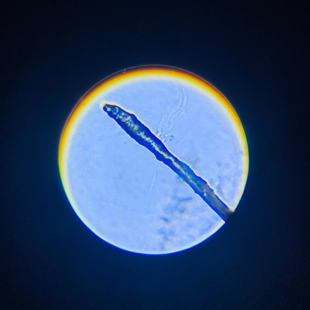 Microscope Photography Series 2: Eyelash by OH-MY-ARCEUS on DeviantArt