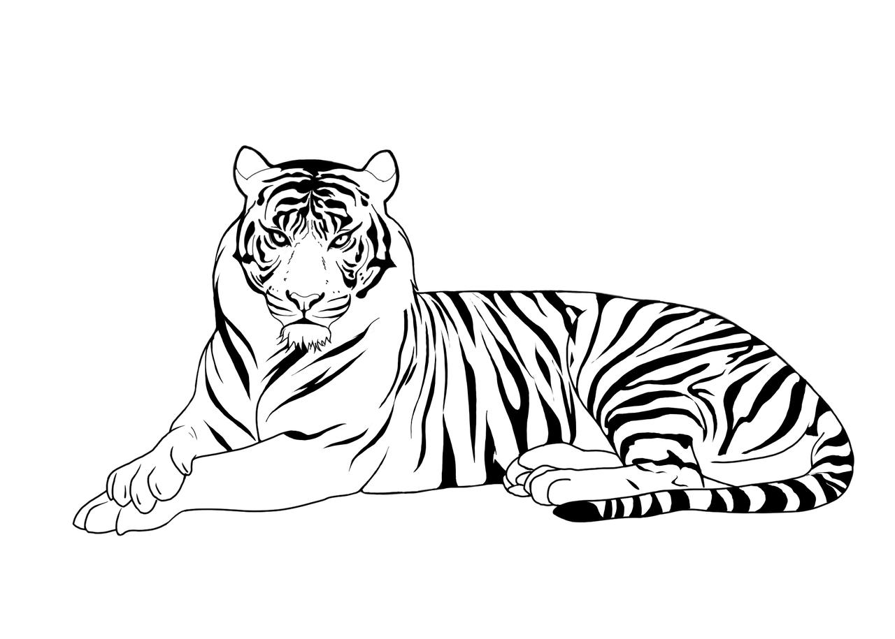 Tiger Line Art by WeathermanWeathers on DeviantArt