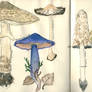 Sketches: Mushrooms