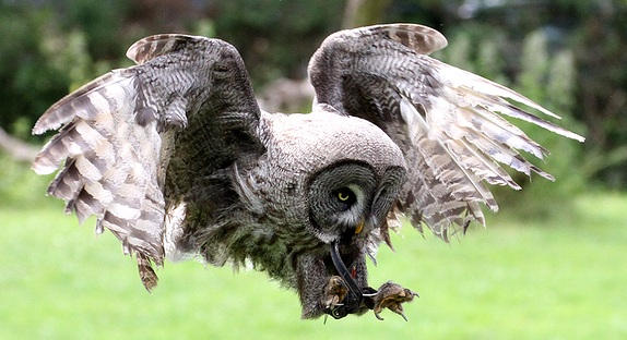 Great Grey Owl by hoodoo